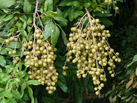 Fruit on the tree  (Longans).
