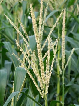 Corn flower.