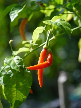 Red chilli on tree.