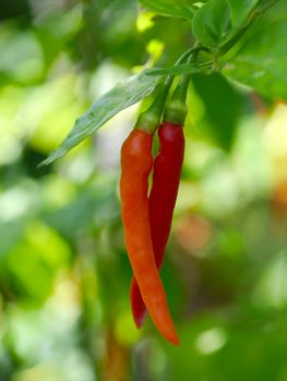 Red chilli on tree.