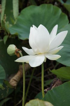 White Lotus