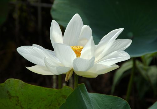 White Lotus