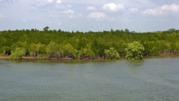 Mangrove forest topical rainforest Thailand