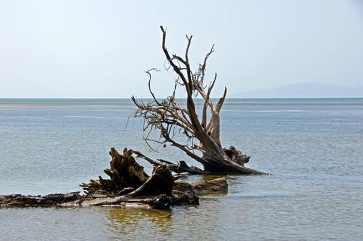 Trees died because of the tsunami.