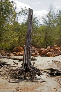 Trees died because of the tsunami.