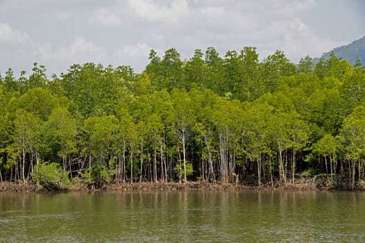 Mangrove forest topical rainforest Thailand
