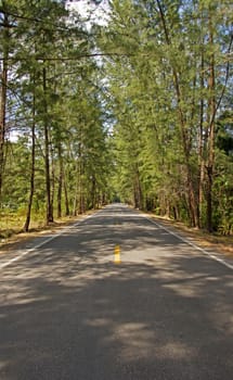 Road in pine forest.