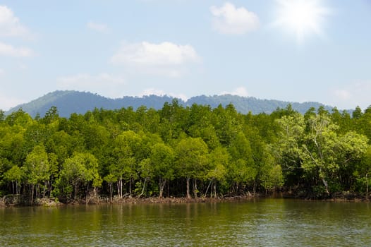 Mangrove forest topical rainforest Thailand