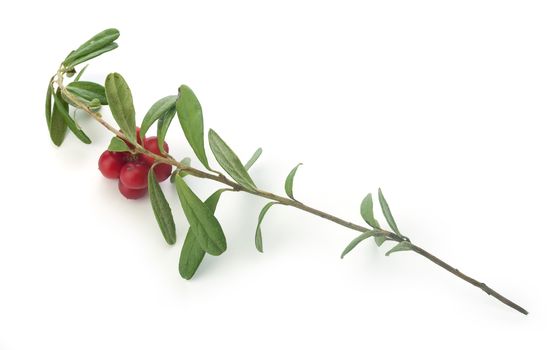 Isolated branch of red whortleberry on the white background