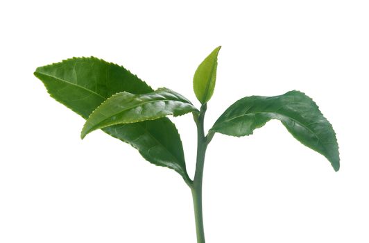 Isolated branch of green tea on the white background