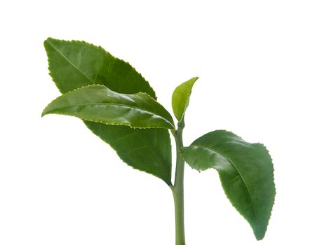 Isolated branch of green tea on the white background