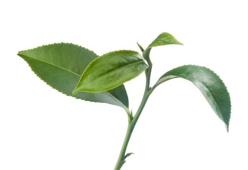 Isolated branch of green tea on the white background