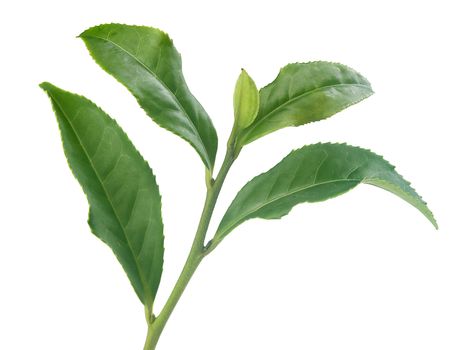 Isolated branch of green tea on the white background