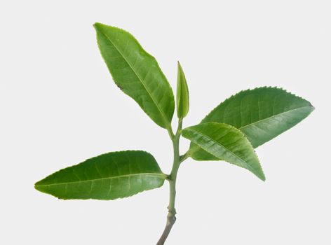 Isolated branch of green tea on the white background