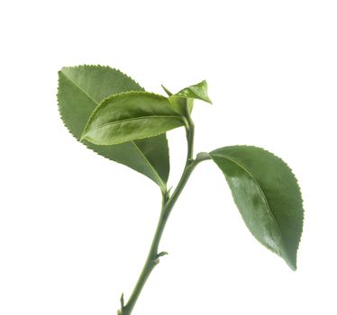 Isolated branch of green tea on the white background