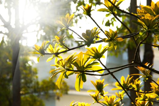 tree impact sunlight.