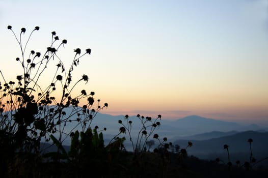 Black silhouette  flower grass