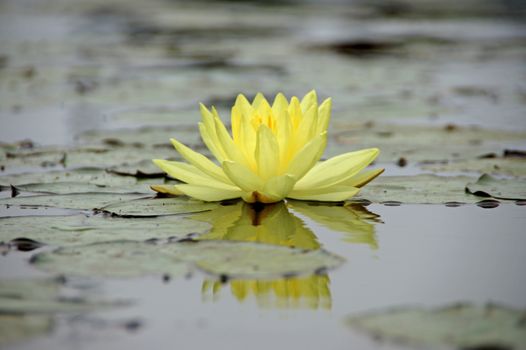 Yellow water lily, lotus