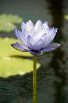 Blue water lily, lotus