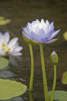 Blue water lily, lotus