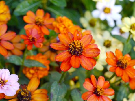 Mini Zinnia flowers