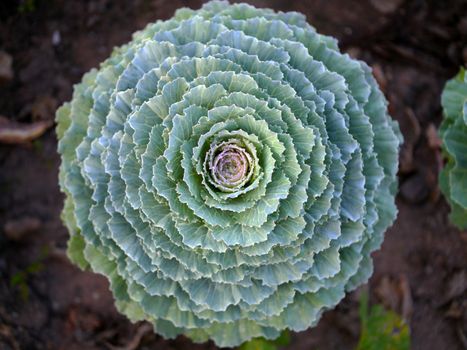 cabbage in the garden