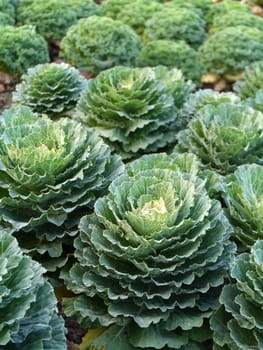 cabbage in the garden