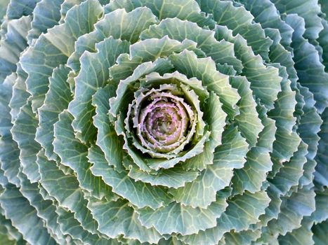 cabbage in the garden