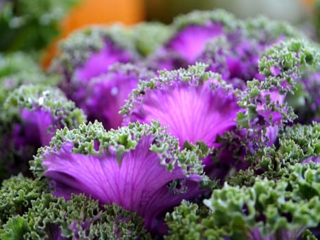 cabbage in the garden