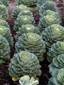 cabbage in the garden