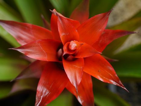 Top view of Bromeliad red flowers