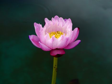 Pink water lily, lotus