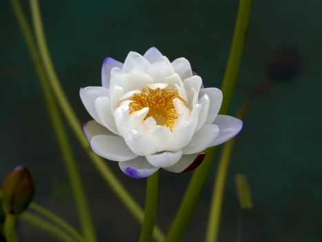 water lily, lotus