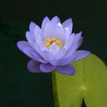Blue water lily, lotus