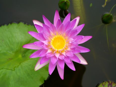 Pink water lily, lotus