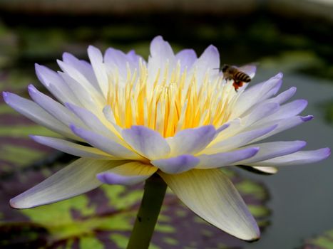 water lily, lotus