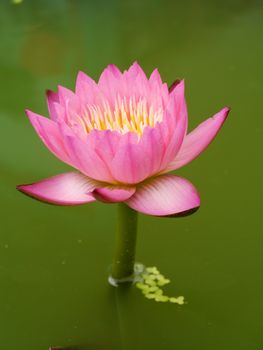 Pink water lily, lotus