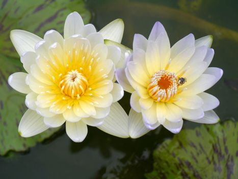 water lily, lotus