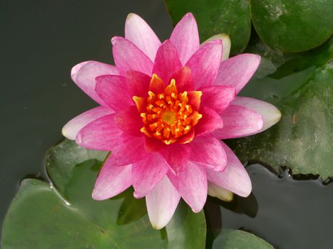 Pink water lily, lotus