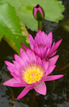 Pink water lily, lotus
