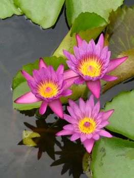 Pink water lily, lotus