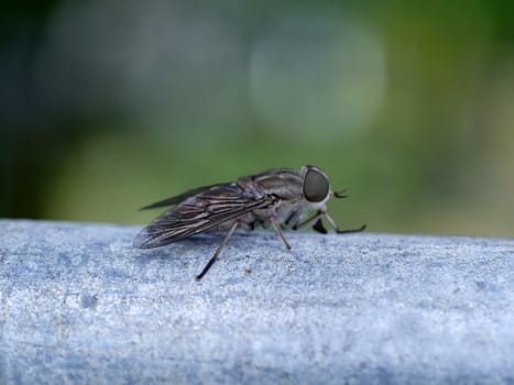 fly over natural background, Musca domestica