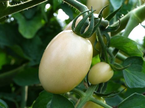 Tomatoes on the tree.