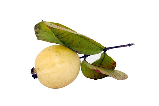 Guava Fruits Isolated on White Background