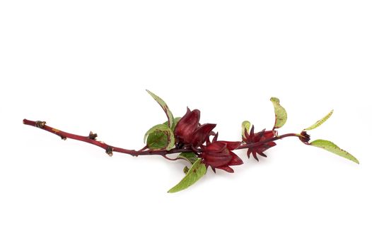 Hibiscus sabdariffa or roselle fruits