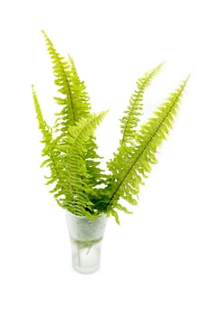 Green fern on white background