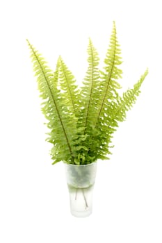 Green fern on white background