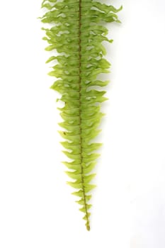 Green fern on white background