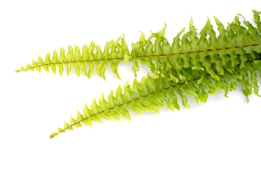 Green fern on white background