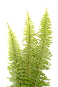 Green fern on white background